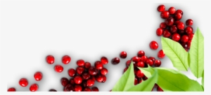 Browse Recipes - Lingonberry