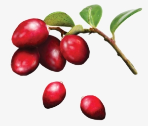 Search For - - Cranberry