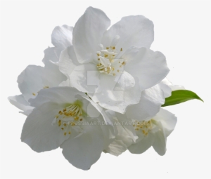 Jasmine Flowers On A Transparent Background - Transparent Background White Flowers Png