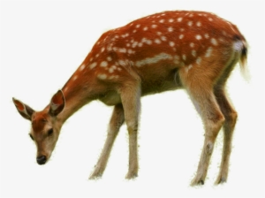 Animales Png - Deer Eating Grass Png