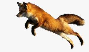 Publicado Por Rodriguez Patiño Jose Luis En - Beautiful Animal Lazy