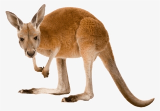 Https - //raw - Githubusercontent - - Png - Kangaroo Transparent
