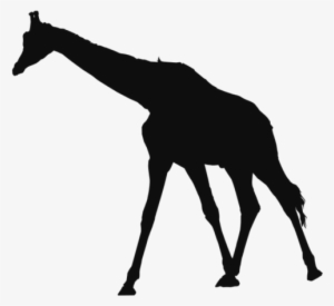 Fondo Jirafa Animales Clipart - Animal