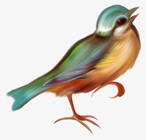Passáro Png
