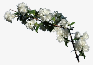 Twitter - Jaśmin Png