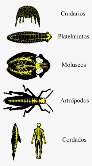 Png - Sistema Nervoso Dos Invertebrados