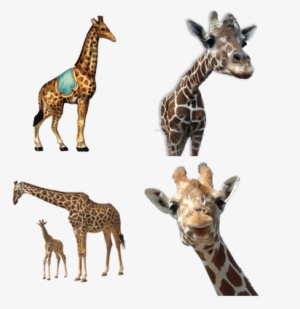 Jirafas - Natasha Wescoat - Circus 1 Canvas