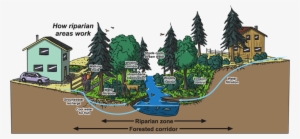 Auma Policy On Riparian Areas - Riparian Areas In Saskatchewan
