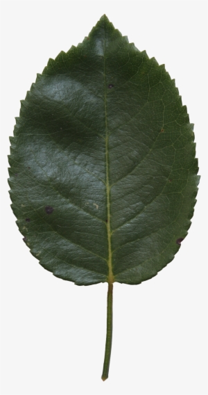 Birch Leaf Texture - Birch