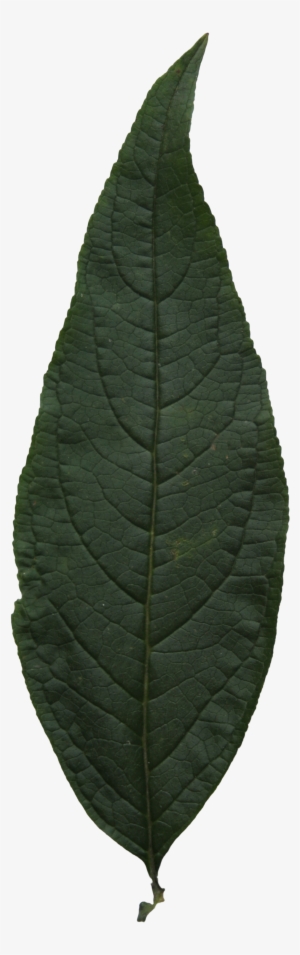 2d Leaves - Hi Res Leaf Png