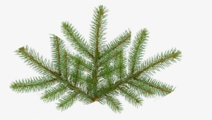 Pine Tree Leaf Png