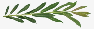 Tt Willow2 - Willow Leaf Png