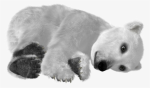 Download Polar Bear Png Transparent Images Transparent - Urso Polar Fundo Transparente