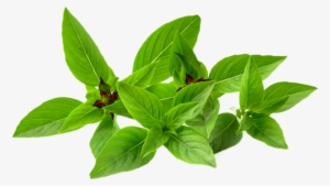 Basil Vector Holy - Basil