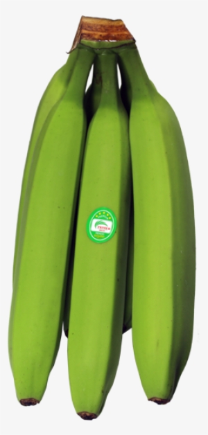 Regularcluster - Zucchini