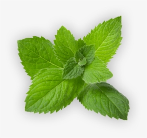 Holly Story Image Holly Leaf - Spearmint