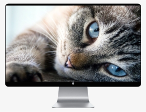 Score 50% - June Cat