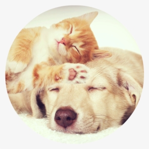 Round Dog And Cat Sleeping