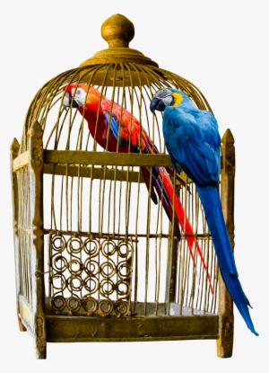 How To Choose Large Bird Cage For Your Friend - Vintage Cage Png