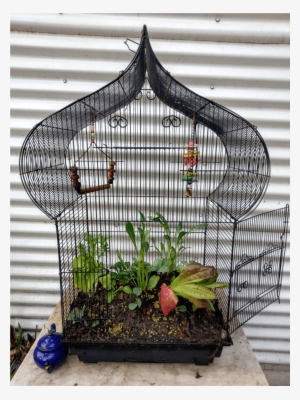 Birdcage Garden - Cage