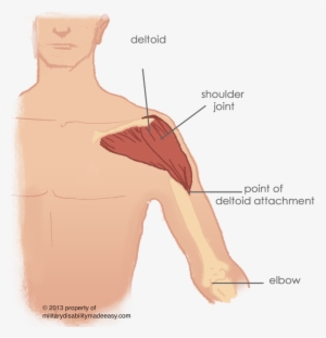 Shoulder Muscle 15 - Varicose Vein In Shoulder