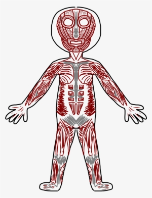 Skeletal Muscle Clip Art - Body Muscles Clipart