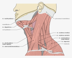 Scalene Muscles Scalene Muscles - M Digastricus Venter Posterior