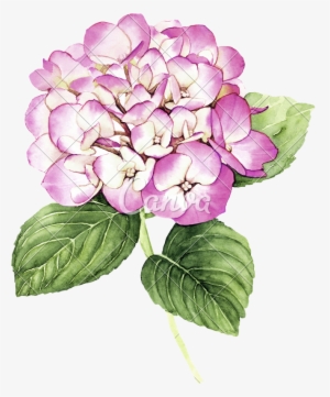 Clip Freeuse Library With Pink Hydrangea Flower Photos - Hydrangea Watercolor - Dictionary Art Print