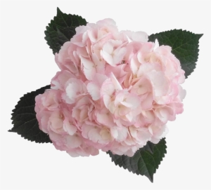 Hydrangea Transparent Pink Banner Transparent Stock - Pink Hydrangea Transparent