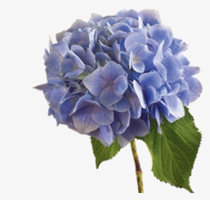 Discover The Language - Hydrangea Transparent