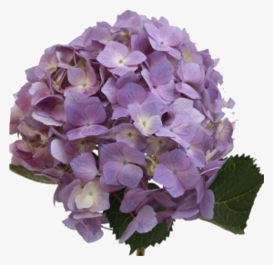 Hydrangea Light Lavender - Lavender Hydrangea