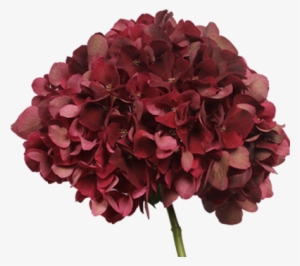 Holland Hydrangea Products - Holland Hydrangea