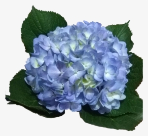 Hydrangeas Legacy Light - Light Blue Hydrangea Png