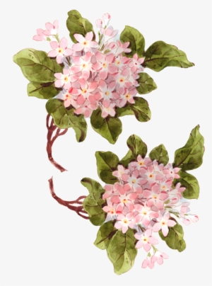 Hydrangea Printable Tcl - Hydrangea Png