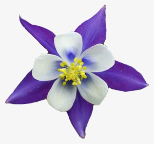 Render Columbine Flower Aquilegia By Rebdoomerkmfdm-db26me7 - Columbine