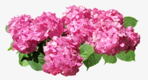 Pink Hydrangea Redoute Hydrangea Png