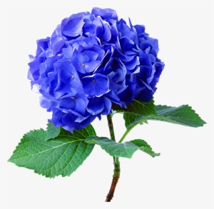 Hydrangea Flower Real Blue Green Cute Beautiful Freeto - Hydrangea Png