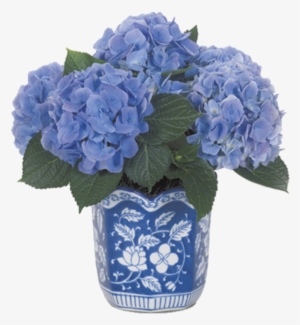 Tubes Flowers Page Dreamlands - Hydrangea