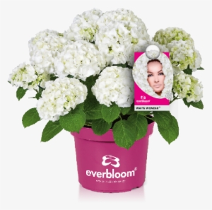 Reliable Flowering Even After Late Frosts Or Wrong - Everbloom Hortensie