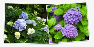 Although Water Lillies Were Not In Full Bloom, Enjoyed