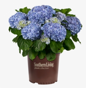 Big Daddy Hydrangea In Branded Pot - Hydrangea