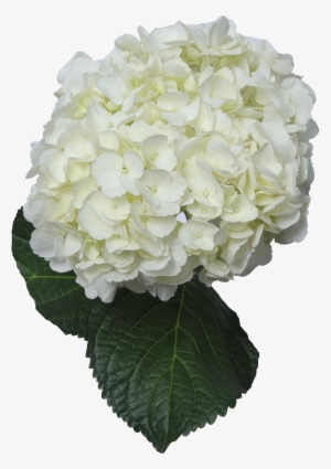White Hydrangea Transparent Background