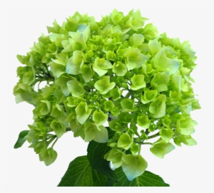 Minigreen Blue - New York City