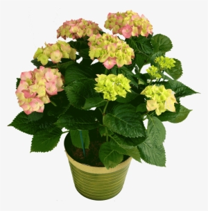 Hydrangea Plant - Hydrangea