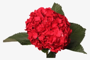 Tinted Dark Red - Red