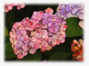 Hydrangea "preziosa" - Hydrangea Preziosa