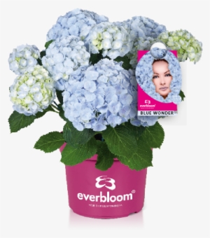 Reliable Flowering Even After Late Frosts Or Wrong - Hydrangea Everbloom Blue Wonder