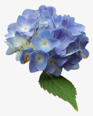 Canvas Print Blue Isolated Form Hydrangea Flower Stretched - Blue Hydrangea Flower