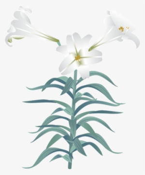17 Easter Lily Vector Images - Easter Lily