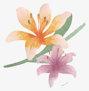 Watercolour Easter Lily - Tiger Lily